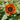 Sunflower Seeds-Sun-Kissed Orange