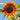 Sunflower Seeds-Sun-Kissed Orange