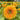 Sonnenblumensamen-Teddy