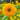 Sonnenblumensamen-Teddy