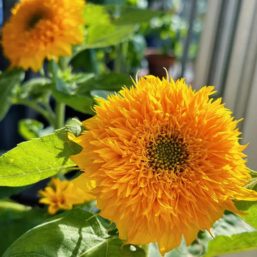 Sunflower Seeds-Teddy Bear