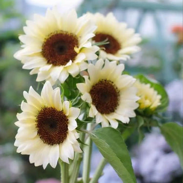 Sunflower Seeds-White Lover