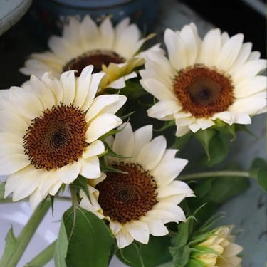 Sunflower Seeds-White Lover