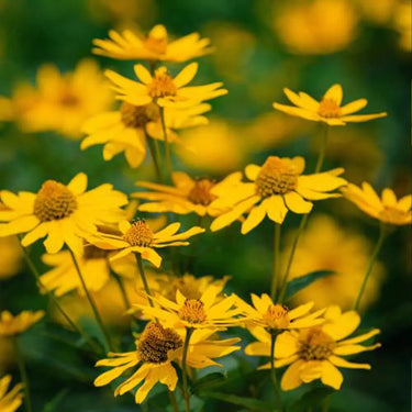 Sunflower Seeds-Willow Leaf
