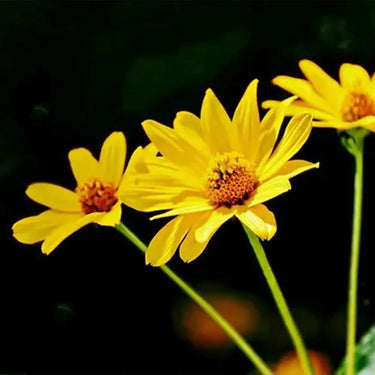 Sunflower Seeds-Willow Leaf
