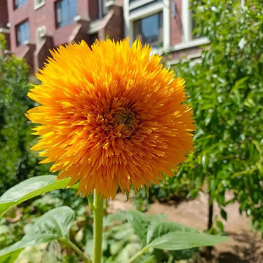 Sunflower Seeds - Sun Pom