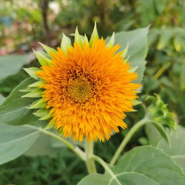 Sunflower Seeds - Sun Pom
