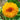 Sonnenblumenkerne – Sun Pom