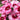 Super Parfait Raspberry Hybrid Dianthus Seeds