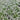 Sweet Alyssum Seeds - Tall White