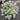 Sweet Alyssum Seeds - Tall White