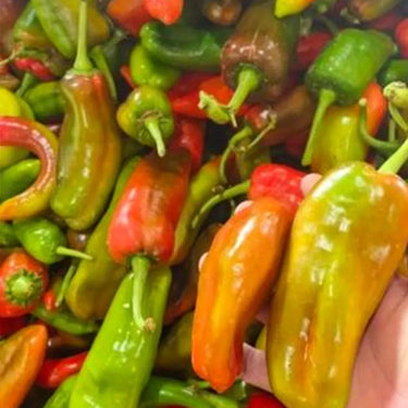 Sweet Pepper