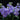 Semillas de violeta olorosa