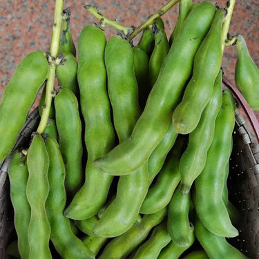 Sword Bean