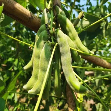 Sword Bean