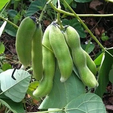 Sword Bean