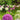 Giant AlliumSeeds Bonsai Plant Seeds