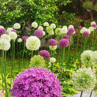 Giant AlliumSeeds Bonsai Plant Seeds