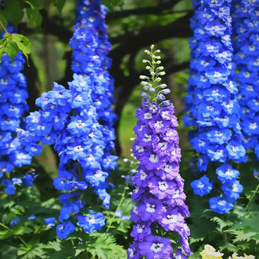 Semillas de Delphinium alto - Mezcla azul y púrpura