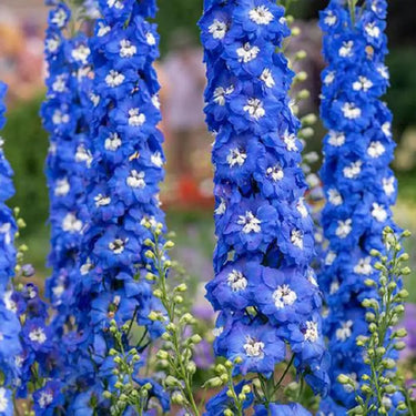 Tall Delphinium Seeds – Blue & Purple Mix