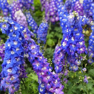 Tall Delphinium Seeds – Blue & Purple Mix