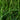 Tall Fescue Seed
