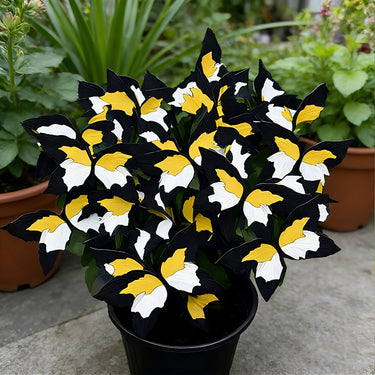 Butterfly Begonia-Three Colors - Black Yellow White