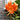Close-up of Tiger Lily flowers and foliage