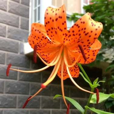 Tiger Lily Seeds