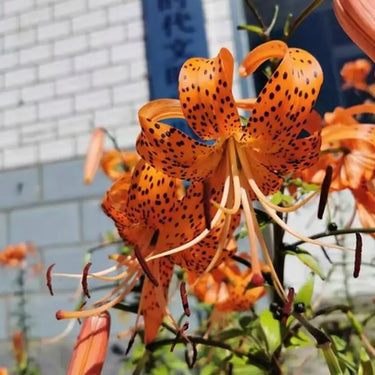 Tiger Lily Seeds