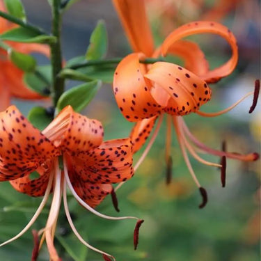 Tiger Lily Seeds