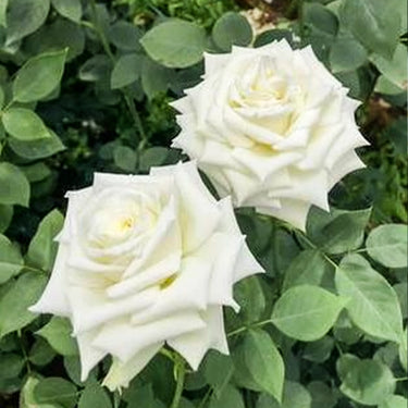 Tineke White Cut Rose Seeds