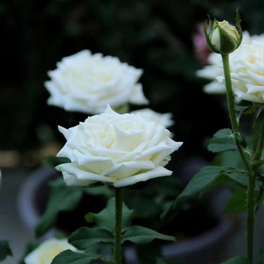 Tineke White Cut Rose Seeds
