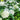 Tree Hydrangea