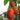Tomate en arbre