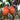 Tomate en arbre
