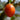 Tomate en arbre