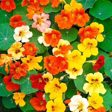 Tropaeolum Majus Nanum Single Mix