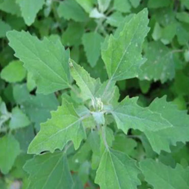 Tulsi - Holy Basil - Rama