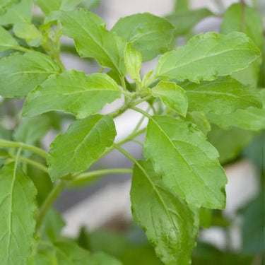 Tulsi - Holy Basil - Rama