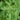 Tulsi – Heiliges Basilikum – Rama