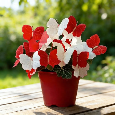 Butterfly Begonia-Twins Red And White