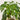 Umbrella Tree, Schefflera Seed