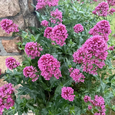 Valerian (Official)