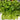 Watercress Seeds