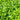 Watercress Seeds