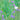 Verveine occidentale