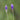 Verveine occidentale