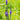 Verveine occidentale