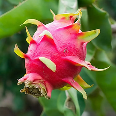 White-Fleshed Pitaya